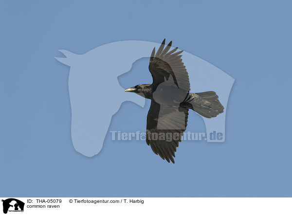 Kolkrabe / common raven / THA-05079
