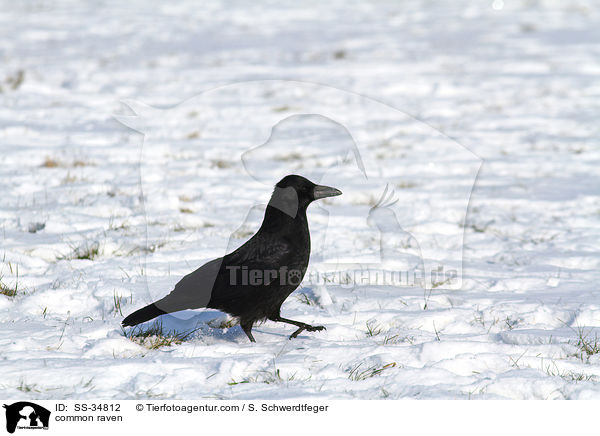 Kolkrabe / common raven / SS-34812
