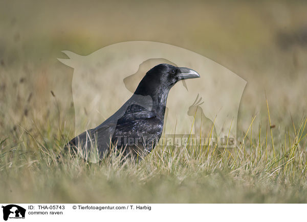 Kolkrabe / common raven / THA-05743