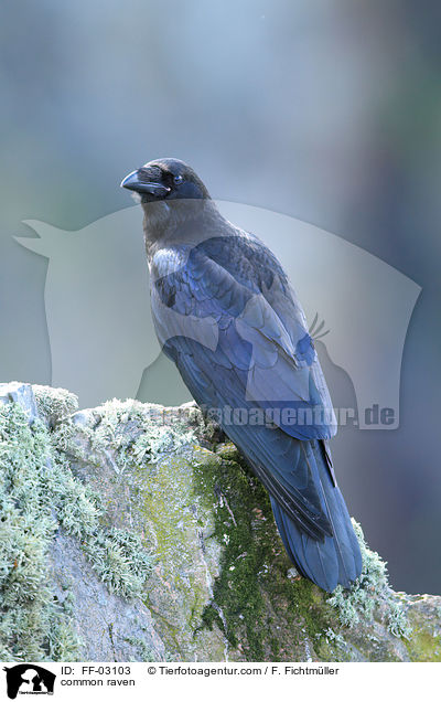 Kolkrabe / common raven / FF-03103