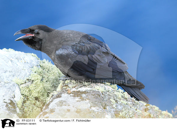 Kolkrabe / common raven / FF-03111