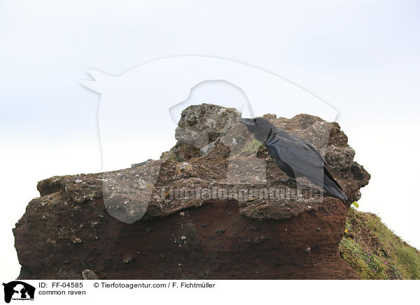 Kolkrabe / common raven / FF-04585