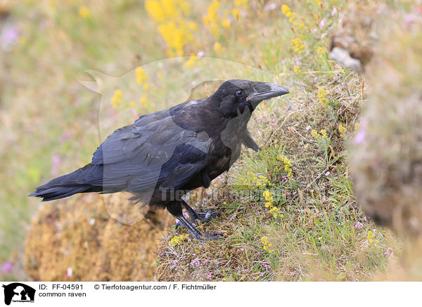 Kolkrabe / common raven / FF-04591