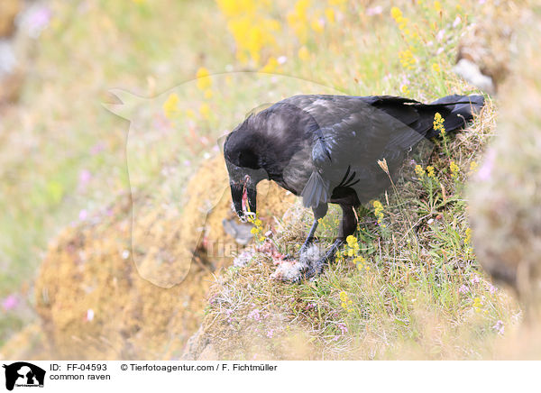 Kolkrabe / common raven / FF-04593