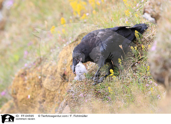 Kolkrabe / common raven / FF-04595