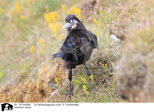 Kolkrabe / common raven / FF-04598