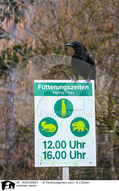 Kolkrabe / common raven / AVD-04991