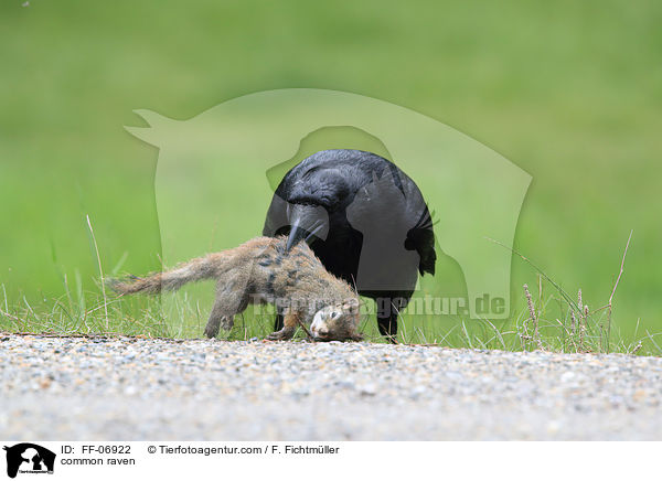 Kolkrabe / common raven / FF-06922