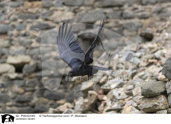 Kolkrabe / common raven / PW-02345