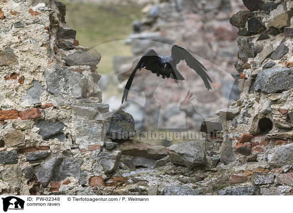 Kolkrabe / common raven / PW-02348