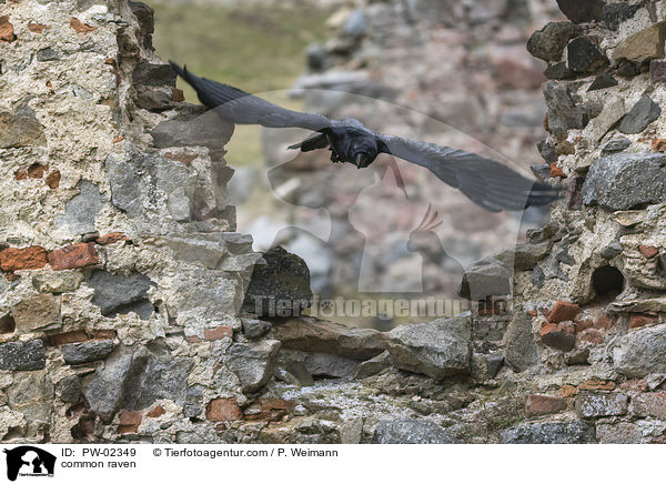 Kolkrabe / common raven / PW-02349