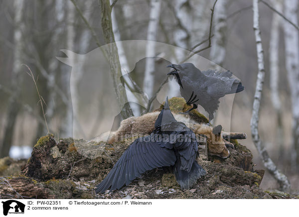 2 Kolkraben / 2 common ravens / PW-02351