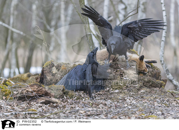 2 Kolkraben / 2 common ravens / PW-02352