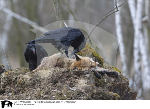 2 Kolkraben / 2 common ravens / PW-02356