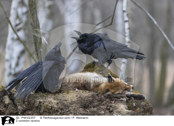 2 Kolkraben / 2 common ravens / PW-02357