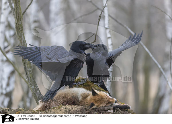 2 Kolkraben / 2 common ravens / PW-02358