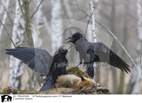 2 Kolkraben / 2 common ravens / PW-02360