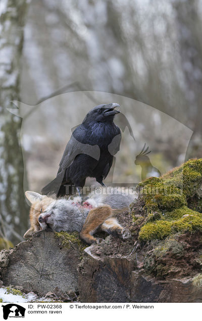 Kolkrabe / common raven / PW-02368