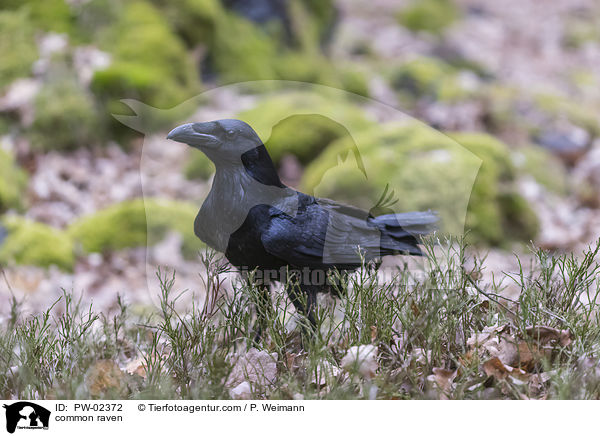Kolkrabe / common raven / PW-02372