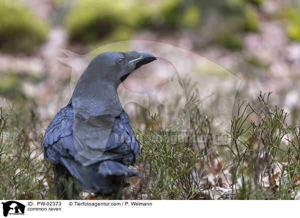 Kolkrabe / common raven / PW-02373
