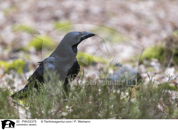 Kolkrabe / common raven / PW-02375