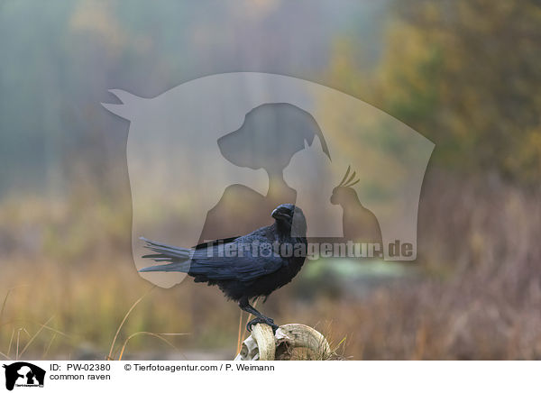 Kolkrabe / common raven / PW-02380