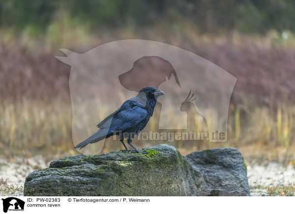 Kolkrabe / common raven / PW-02383