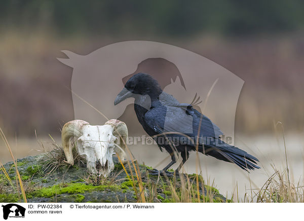 Kolkrabe / common raven / PW-02384