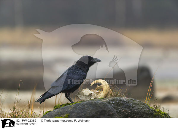 Kolkrabe / common raven / PW-02385