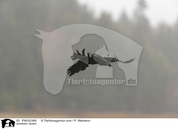 Kolkrabe / common raven / PW-02389