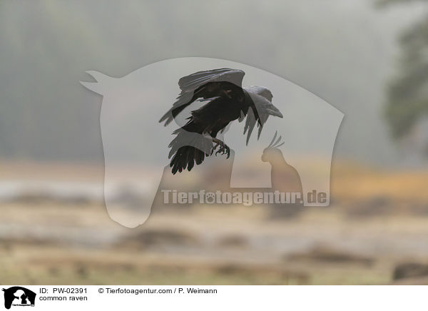 Kolkrabe / common raven / PW-02391