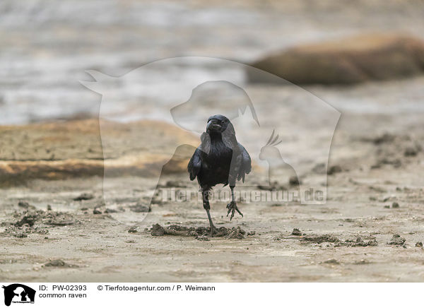 Kolkrabe / common raven / PW-02393