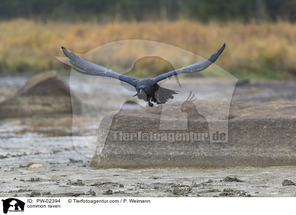 Kolkrabe / common raven / PW-02394