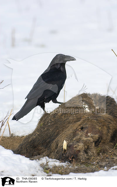 Kolkrabe / Northern Raven / THA-08085