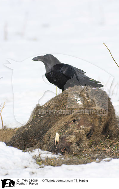 Kolkrabe / Northern Raven / THA-08086