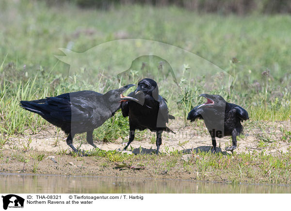 Kolkraben am Wasser / Northern Ravens at the water / THA-08321