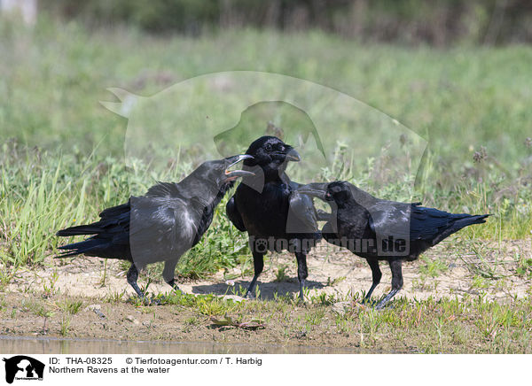 Kolkraben am Wasser / Northern Ravens at the water / THA-08325