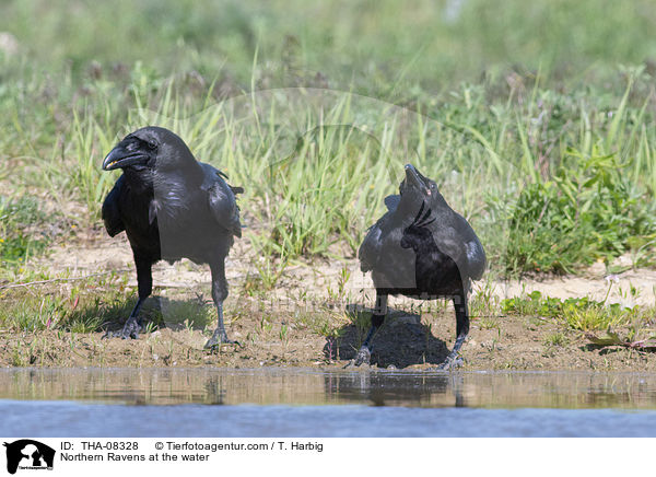Kolkraben am Wasser / Northern Ravens at the water / THA-08328