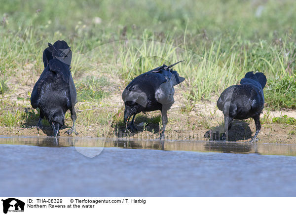 Kolkraben am Wasser / Northern Ravens at the water / THA-08329