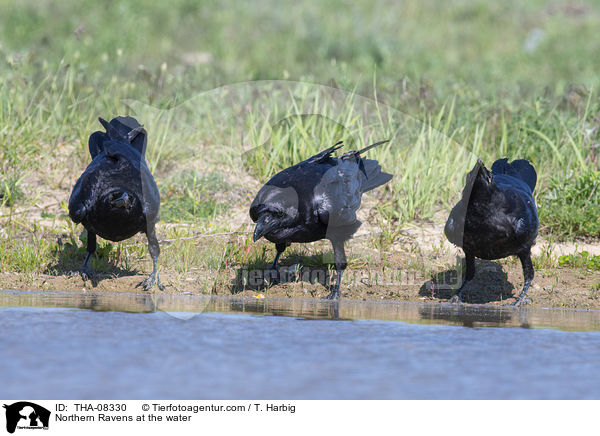 Kolkraben am Wasser / Northern Ravens at the water / THA-08330