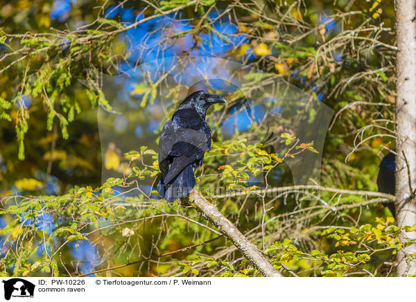 Kolkrabe / common raven / PW-10226