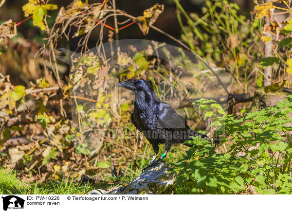 Kolkrabe / common raven / PW-10228
