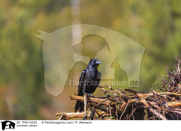 Kolkrabe / common raven / PW-10230
