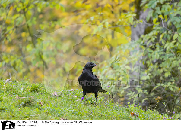Kolkrabe / common raven / PW-11624
