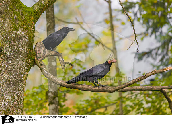 Kolkraben / common ravens / PW-11630