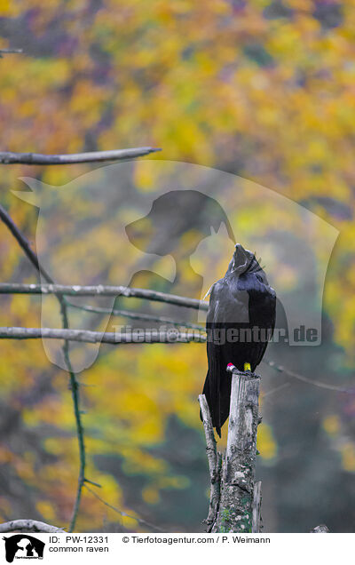 Kolkrabe / common raven / PW-12331