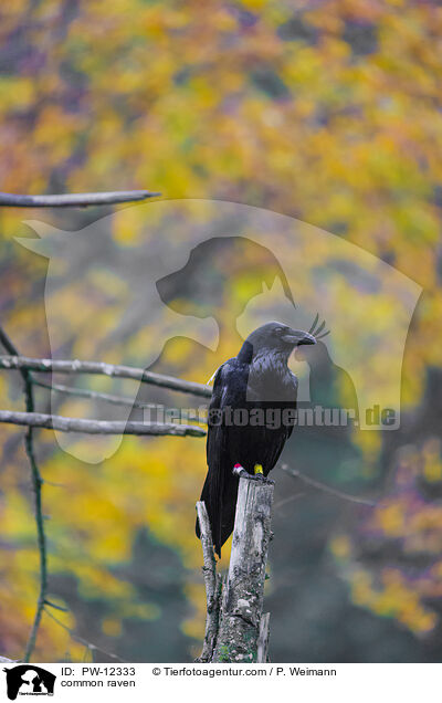 Kolkrabe / common raven / PW-12333