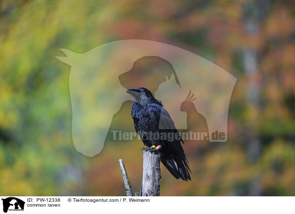 Kolkrabe / common raven / PW-12338