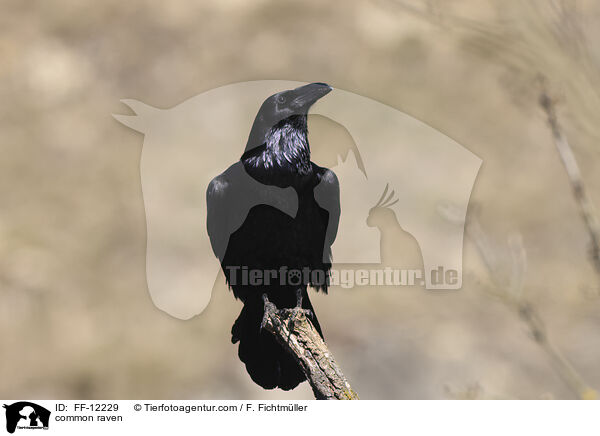 Kolkrabe / common raven / FF-12229
