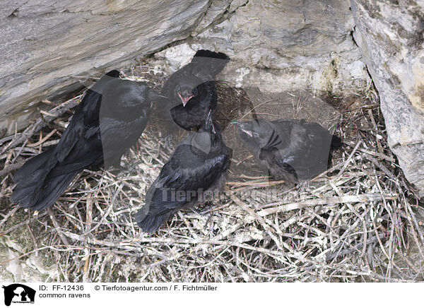 Kolkraben / common ravens / FF-12436